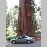 20060822_22Sequoia_013 copia.jpg